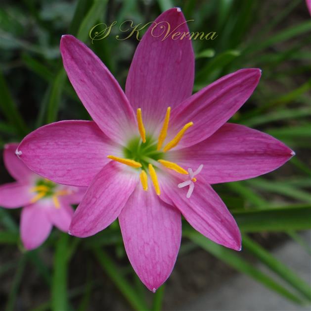  Flower with 8 tepals, 7 stamens and 4-fid stigma